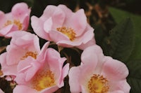 a close up of pink roses with green leaves