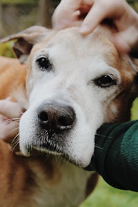 a person petting a dog