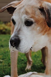 a dog with a frisbee in its mouth