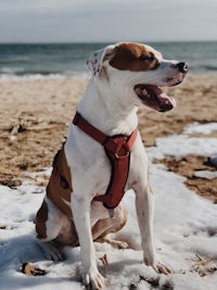 a brown and white dog wearing a red harness on the beach