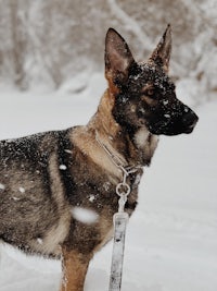 a german shepherd dog standing in the snow