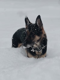 a german shepherd dog laying in the snow