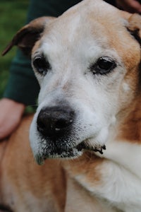 a person petting a dog