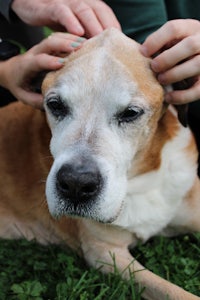 a person petting a dog's head