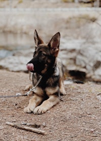 a dog is laying on the ground next to a river