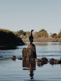 a black bird sits on top of a rock in the water