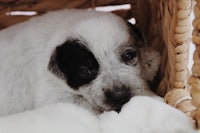 a black and white puppy laying in a basket