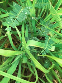 a close up of a green plant with water droplets on it