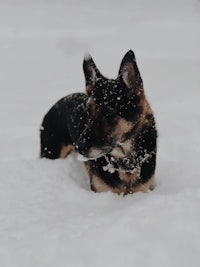 a german shepherd dog laying in the snow