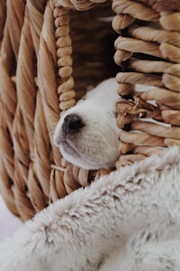 a white dog sleeping in a wicker basket